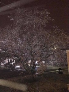 Ice is still heavy on a tree on Poplar St. in West Frankfort 